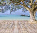 Big Tree On The Beach Stock Photo