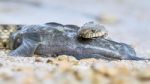 Water Snake Swallows Fish Stock Photo