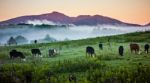 Fog Rolling Through Blue Ridge Parkway Farm Lands Stock Photo