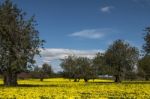 Almond Orchard In A Field Of Yellow Flowers Stock Photo