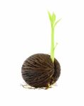 Young Othalanga Sprout Seed On White Background Stock Photo