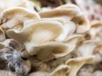 Mushrooms In Farm Stock Photo