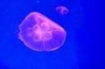 Moon Jellyfish Stock Photo