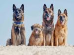 Three Malinois Belgian And Little Pyrenean Shepherd Stock Photo