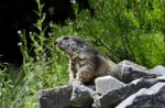 Marmot Stock Photo