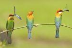 Chestnut-headed Bee-eater Stock Photo