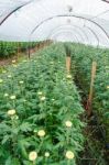 Inside Greenhouse Of Chrysanthemum Flowers Farms Stock Photo