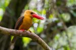 Brown-winged Kingfisher Stock Photo