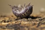 Pill Bug Stock Photo