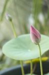 Pink Water Lily In The Garden Stock Photo