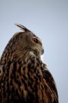 Rock Eagle-owl Stock Photo