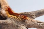 Centipede Stock Photo