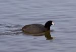 Beautiful Photo With Funny Weird American Coot In The Lake Stock Photo