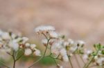 Grass Flower Stock Photo