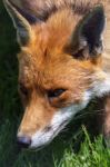 Close-up Of A Red Fox (vulpes Vulpes) Stock Photo