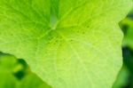 Yong Melon Seeding Damage By Insect Stock Photo