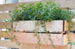 Freshly Aroma Herbs Growing In The Garden Stock Photo