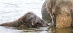 Postcard With A Funny Young Elephant Swimming Stock Photo