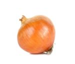 Onion Isolated On The White Background Stock Photo