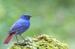 Plumbeous Redstart Stock Photo