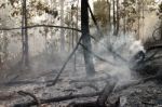 Destroyed tree in forest Stock Photo