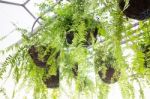 Hanging Plant Pots Decorated In Garden Stock Photo