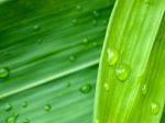 Water Drop On  Green Leaves Stock Photo