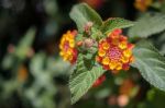 Lantana Camara Shrub In Cabo Pino Spain Stock Photo