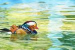 Male Mandarin Duck Stock Photo