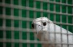 White Bellied Sea Eagle In Cage Stock Photo