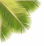 Palm Leaf Isolated Stock Photo