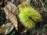 Sweet Chestnut (castanea Sativa) Stock Photo