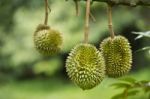 Durian On Tree Stock Photo