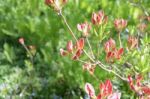 Rhododendron Stock Photo