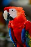 Scarlet Macaw Stock Photo