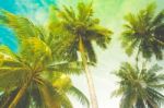 Coconut Tree Vintage Stock Photo