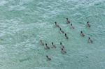 American Coot (fulica Americana) Stock Photo