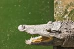 Crocodile Head With Open Jaws Closeup Stock Photo