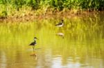 Black Necked Stilt, In The Pond In The Galapagos Stock Photo