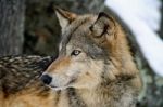 Gray Wolf Stock Photo