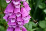 Foxglove In An English Country Garden Stock Photo