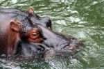 Hippopotamus Stock Photo