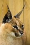 Caracal Stock Photo