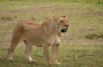 Lioness Stock Photo