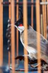 Bird In The Cage Stock Photo