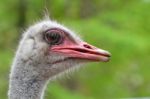 Ostrich Head Stock Photo