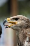 Golden Eagle Head Stock Photo