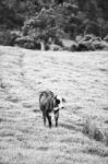 Country Cows Stock Photo