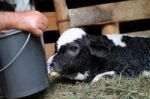 Close-up Of Calf Stock Photo