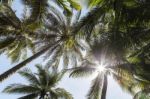 Sunlight Behind Coconut Tree Top At The Island Stock Photo